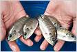 Efektivitas strain ikan nila srikandi Oreochromis niloticus dalam